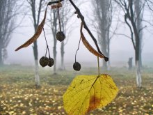 Autumn / .........