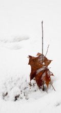 in the snowdrift / ***
