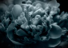 Peonies / ********