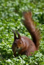 Evil squirrel / ***