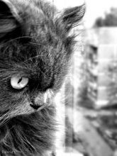 my cat / ***