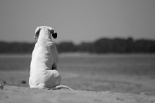 On the shore / ***