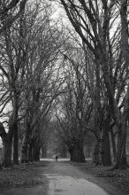 When the trees were big ... / . . .