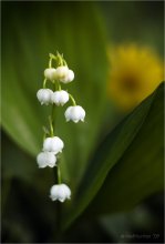 About the lilies of the valley ... / ***