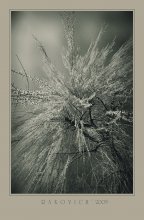 Fireworks ... / ***