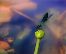 Blaue Fee Torhüter Seerosen / ***