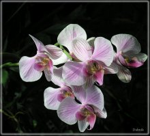 Kphalaenopsis "Chaamade" / ***