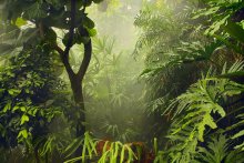 Amazon jungle / ***