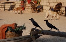 Two Ravens / ***