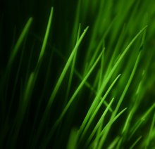 Green / ......