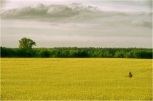 landscape / *****