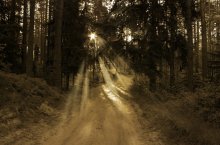 Morning in the Forest / ***