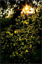 The June Evening ... / ***