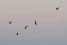Nocturne gray herons / ***