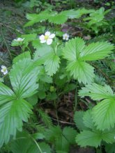 Strawberry blossoms / ***