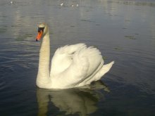 Swan / ***