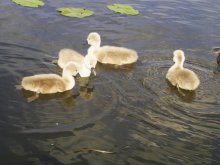 ugly ducklings / ***
