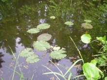 pond / ***