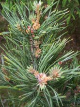 pine branch / ***