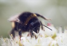 About Bumblebee / http://vicos-nethunter.livejournal.com/86971.html