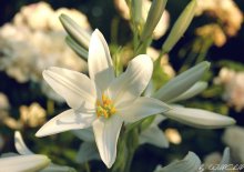 Lily / *****
