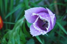 after rain / after rain