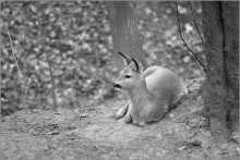 of deciduous forest and tired roe / ***