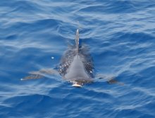 Hungry Shark / ***