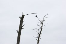 dead wood / .....