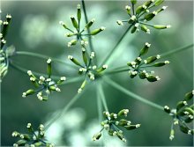 The geometry of the inflorescences / *****