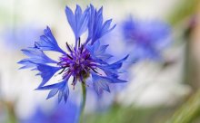 Kornblume / *****