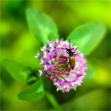 About Clover / ***