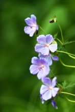 nur Blumen / .....