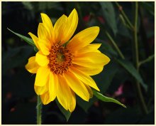By the sun ... / .....