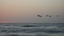 Flying Ducks / *** ***