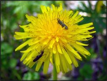 Beetles / ***