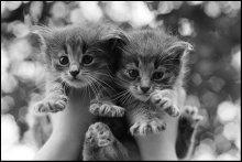 About Kittens / ***