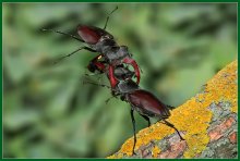 Fight beetles deer / ***