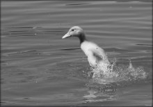 Catch-up ... / ***