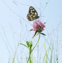 Butterfly / *****