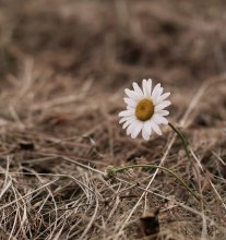 Daisy on the hay / ~~~~~