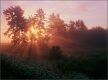 Summer orange, orange mist / ***