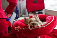 Lady in Red / *****