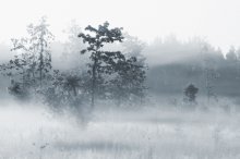 fog / **********