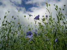 Flax Sky / ***