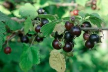 Blackcurrant / ***