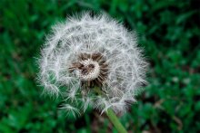 Dandelion / ***