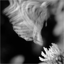 Macro / ***