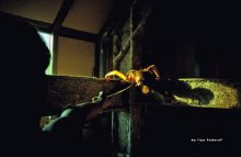 spider. / ***