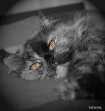 You - my model .. / ***
